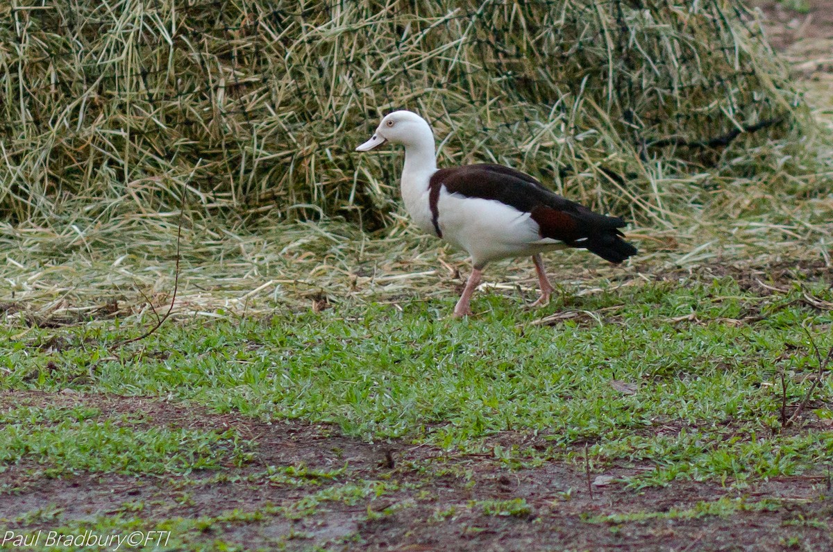 Radjah Shelduck - Paul Bradbury