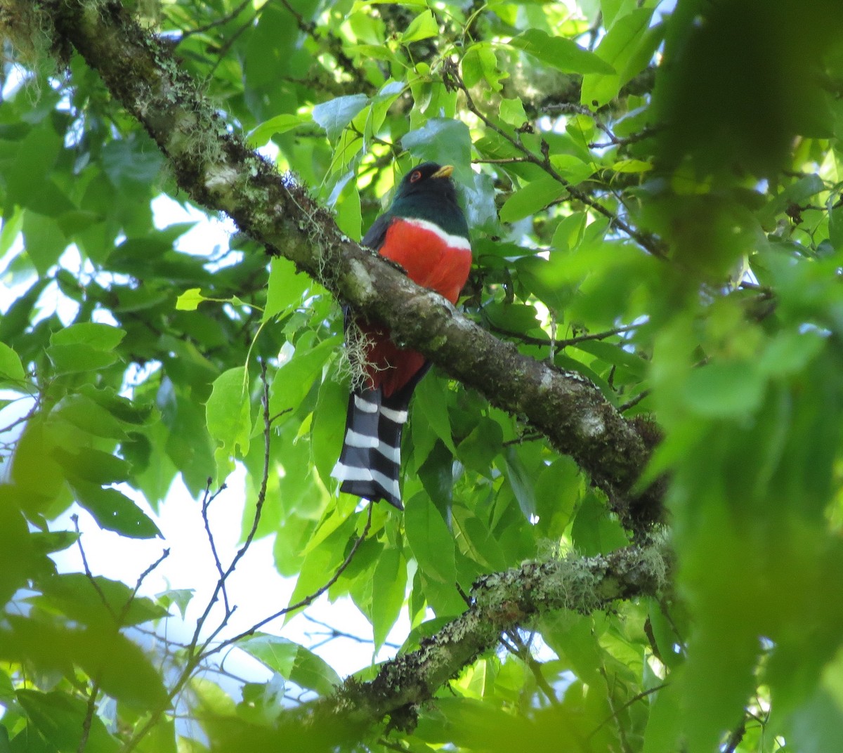 trogon mexický - ML148778161