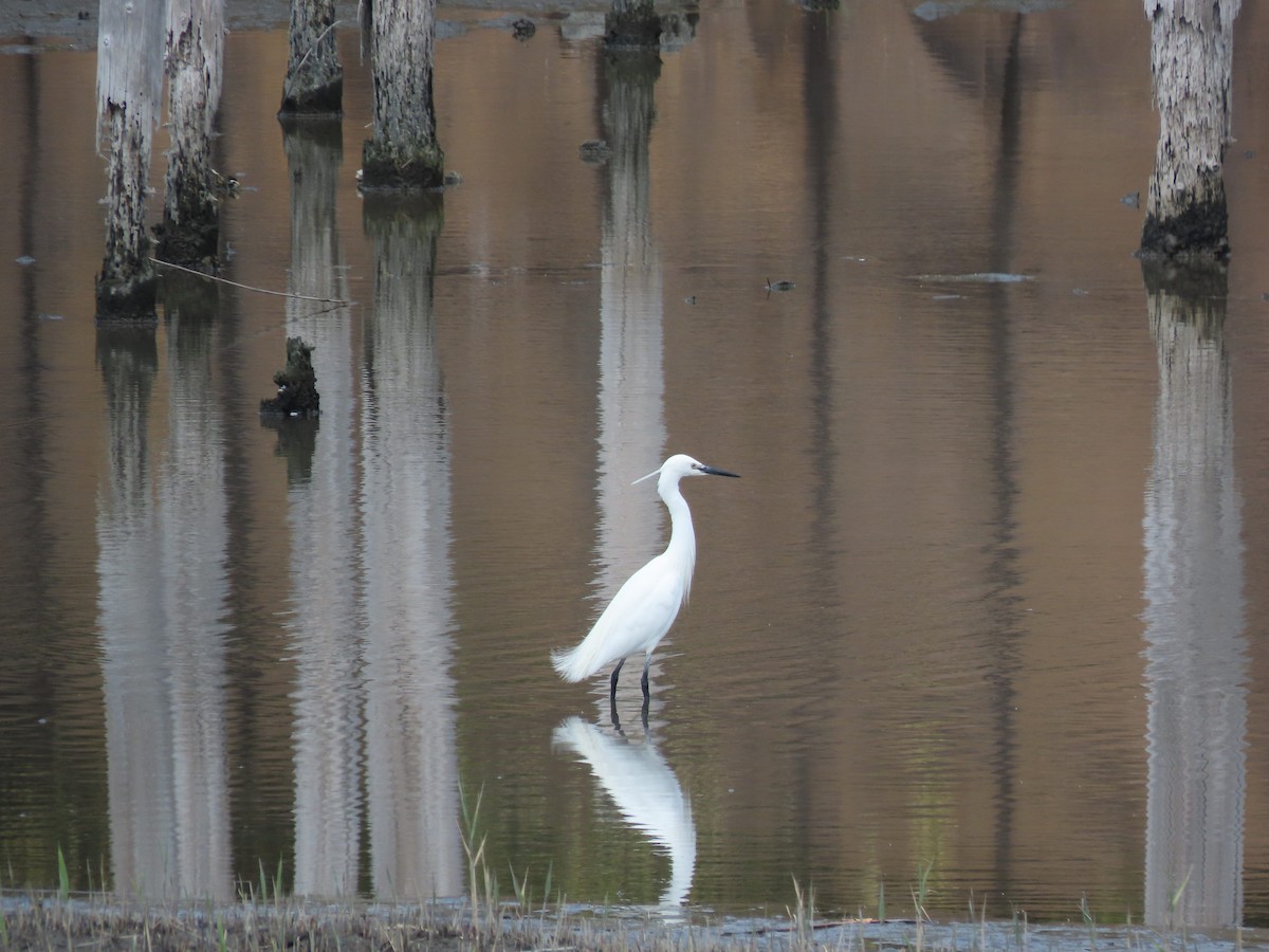 Little Egret - Akiko Mingming