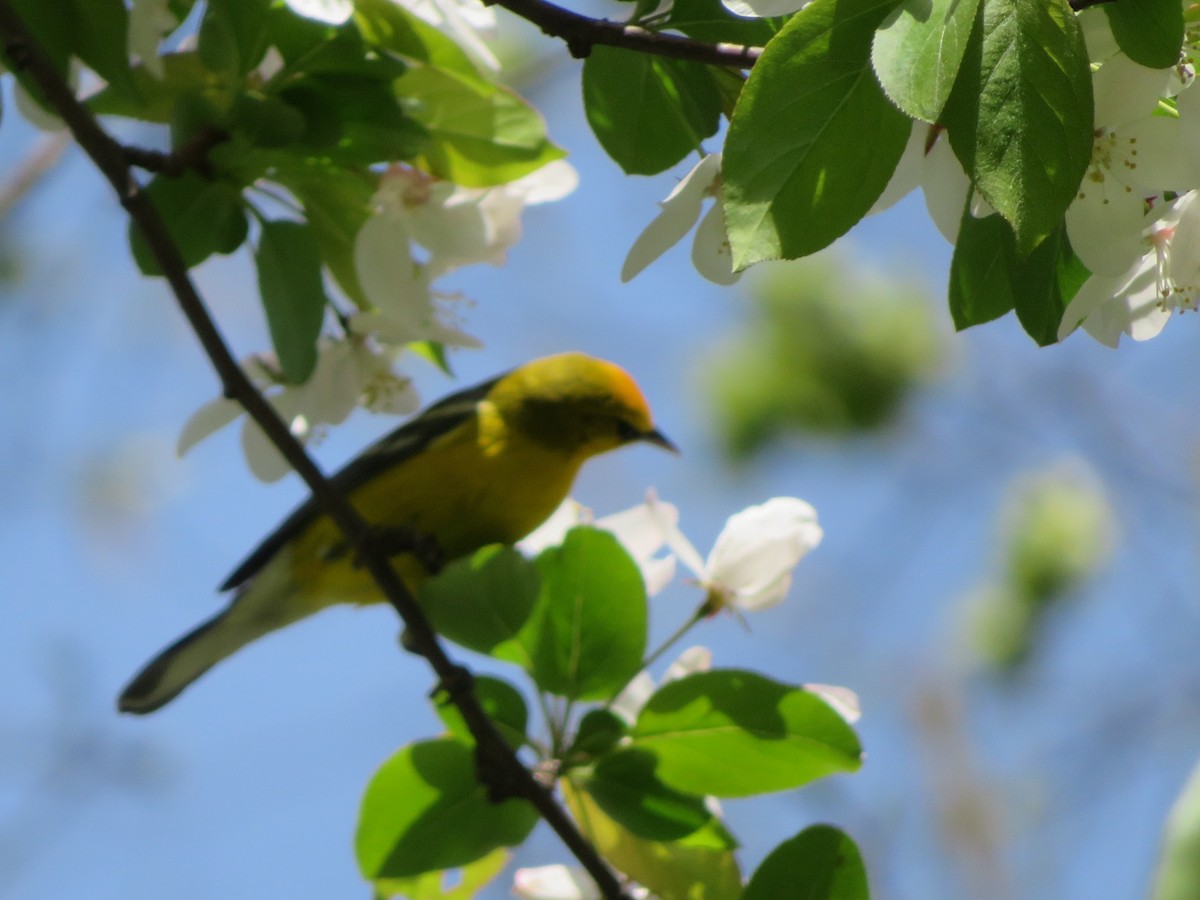 Blue-winged Warbler - ML148779331