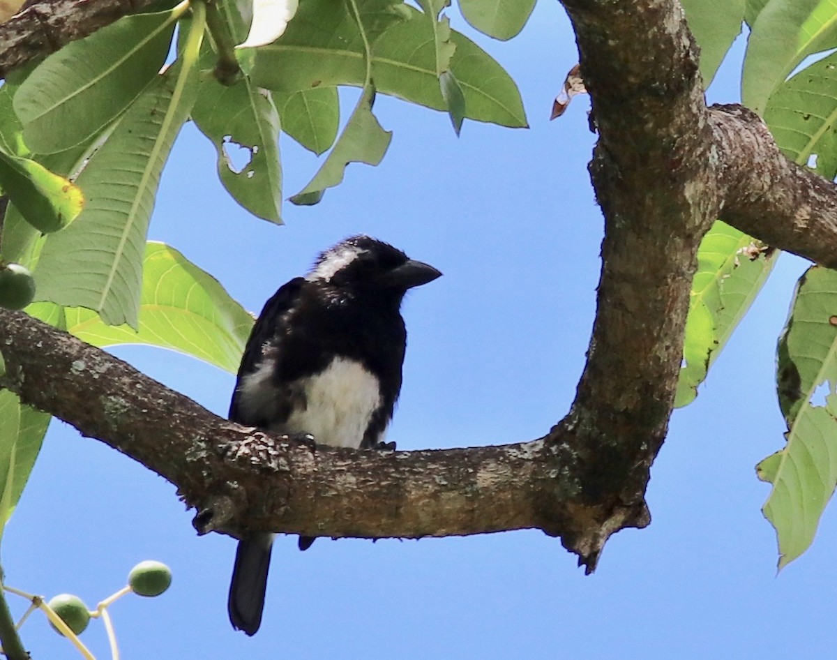 White-eared Barbet - ML148781011