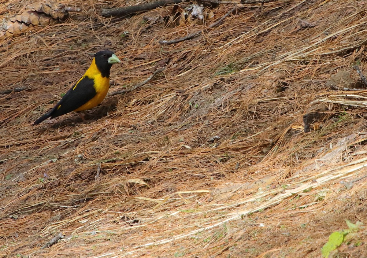 Black-and-yellow Grosbeak - ML148782211