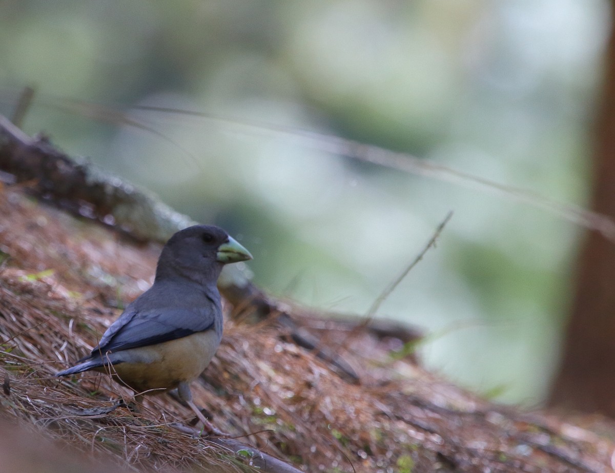 Black-and-yellow Grosbeak - ML148782291