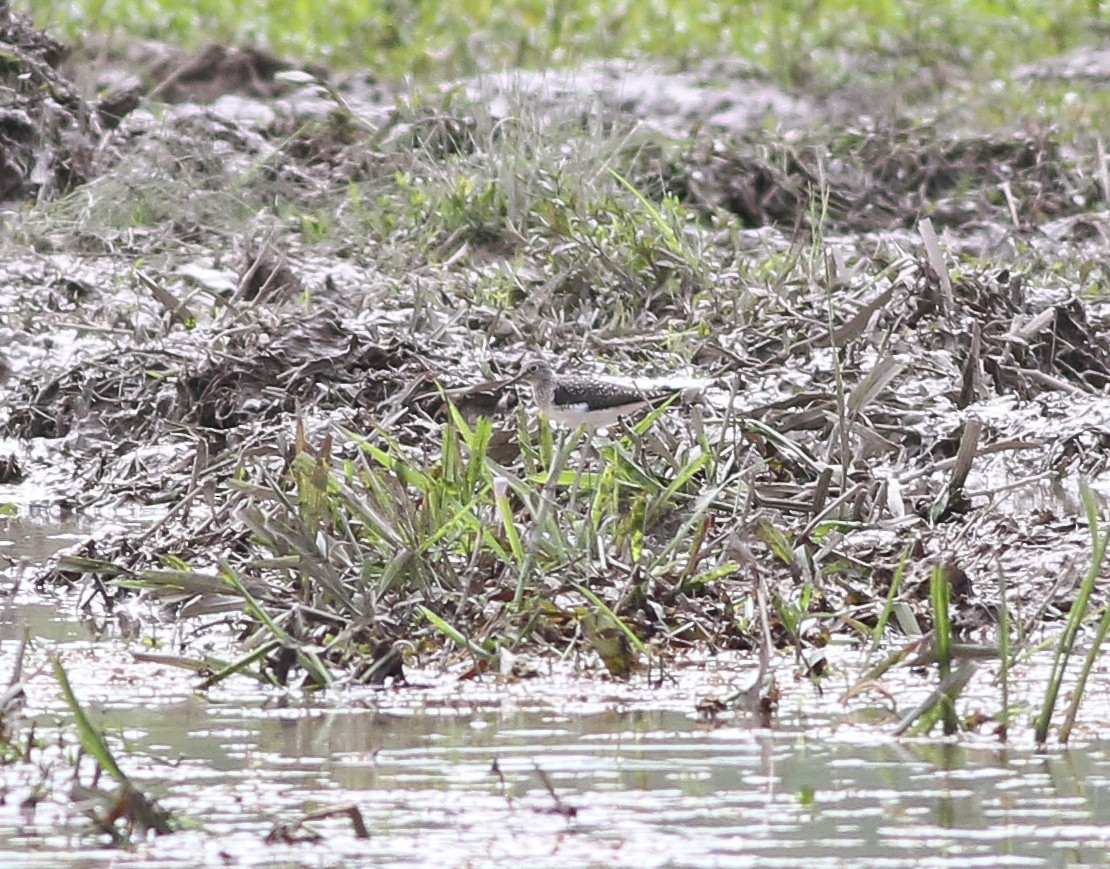 Solitary Sandpiper - ML148783391