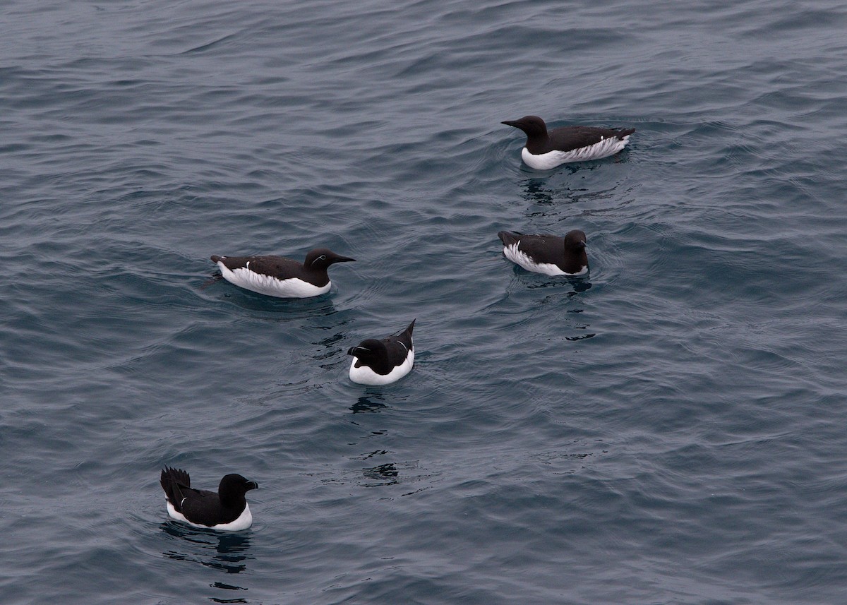 Common Murre - ML148783571