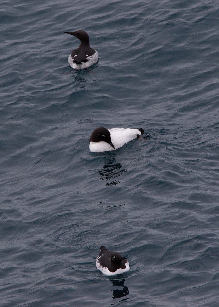 Common Murre - ML148783611