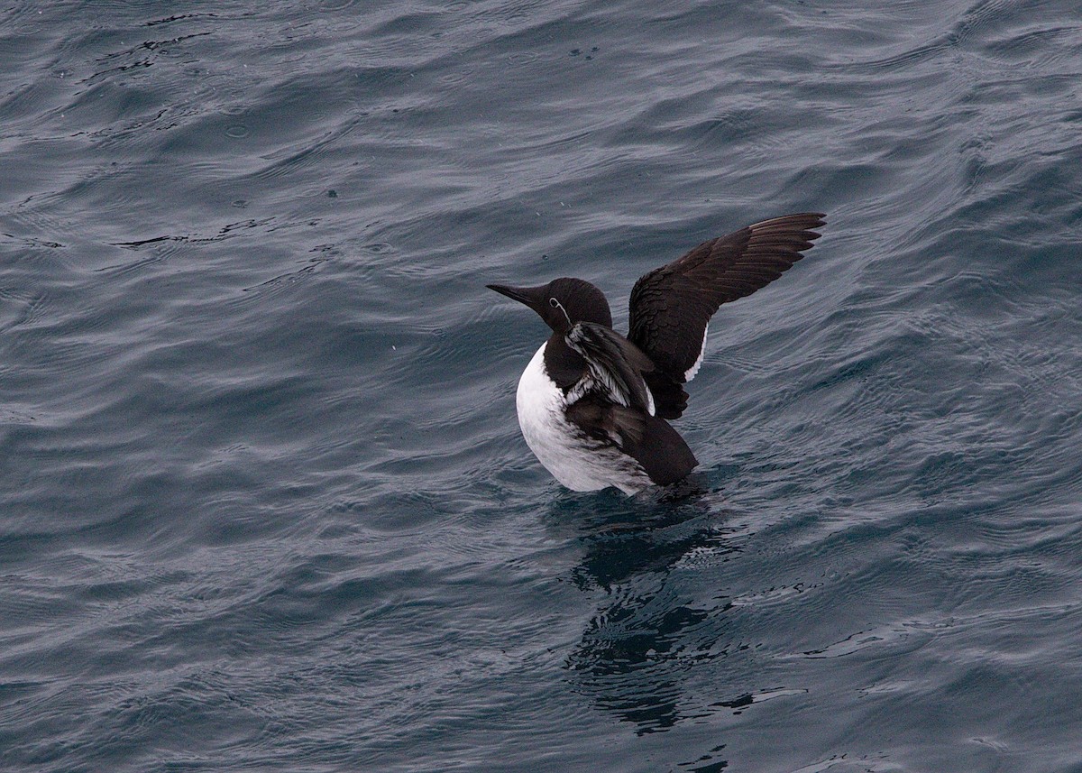 Common Murre - ML148783671