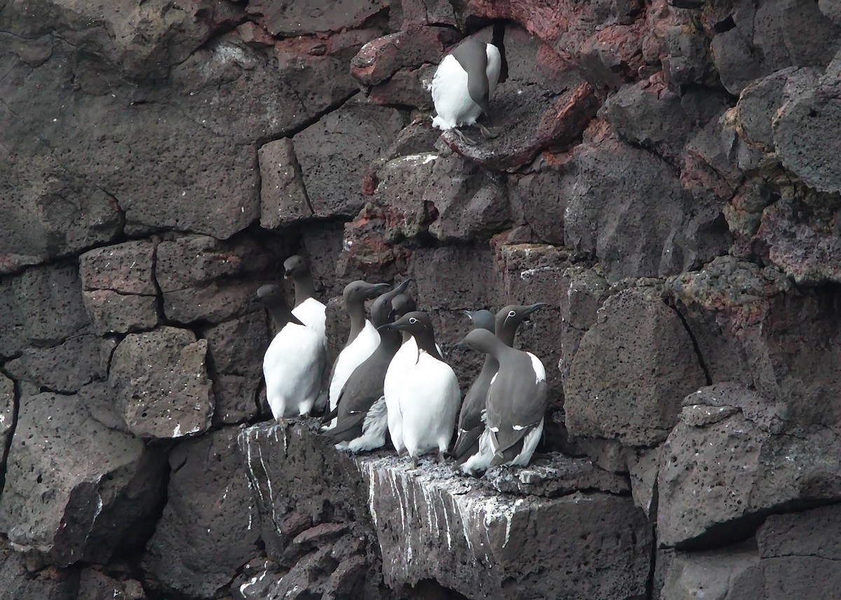 Common Murre - ML148783721