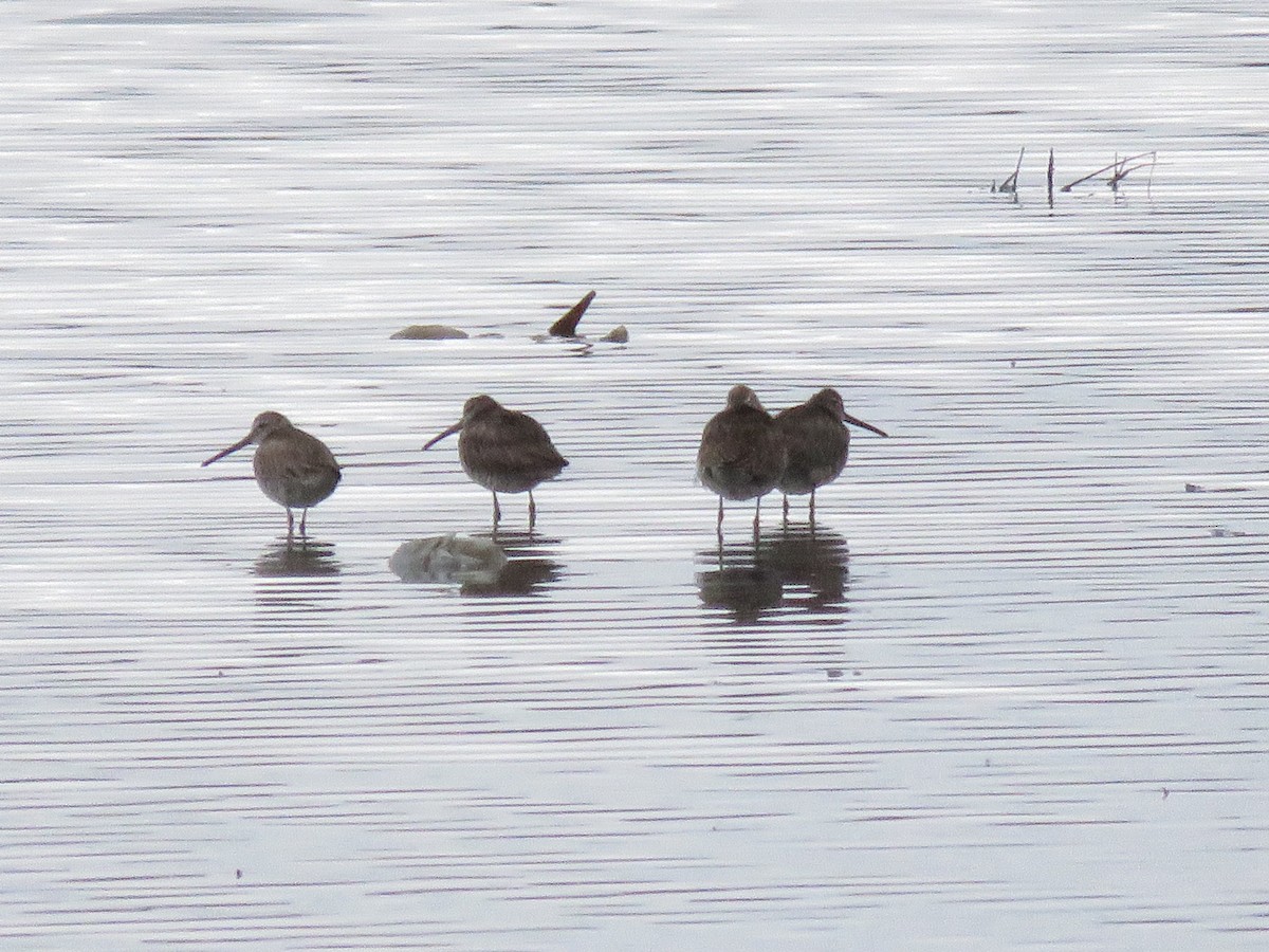 Long-billed Dowitcher - ML148784091