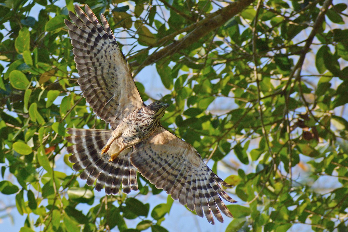 Double-toothed Kite - ML148784171