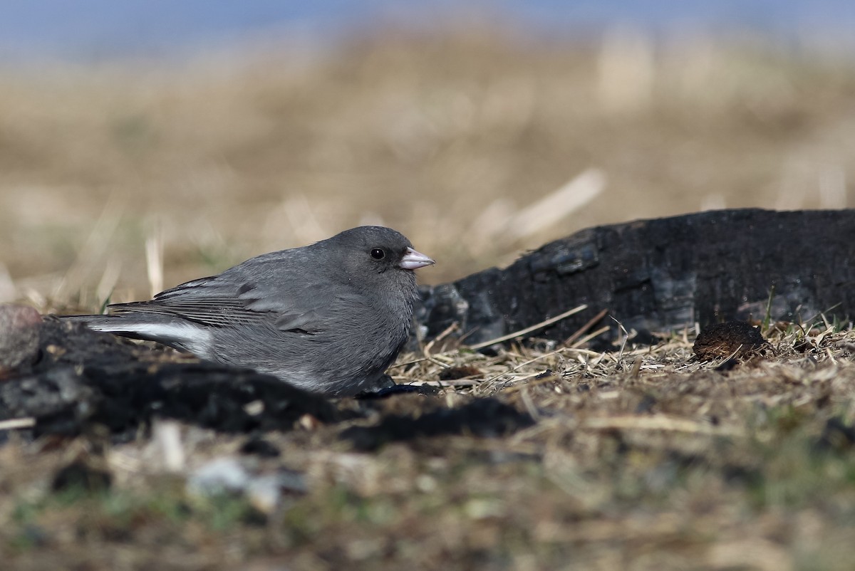 Dark-eyed Junco (Slate-colored) - ML148784941