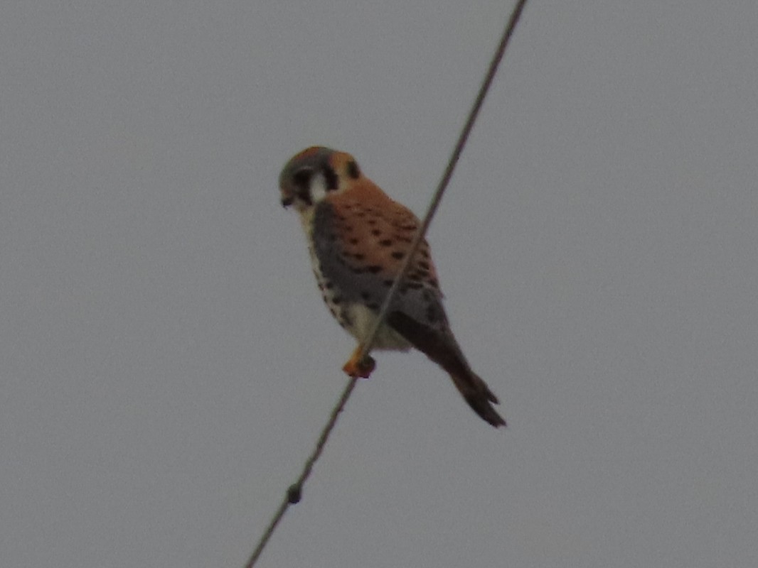 American Kestrel - ML148785901