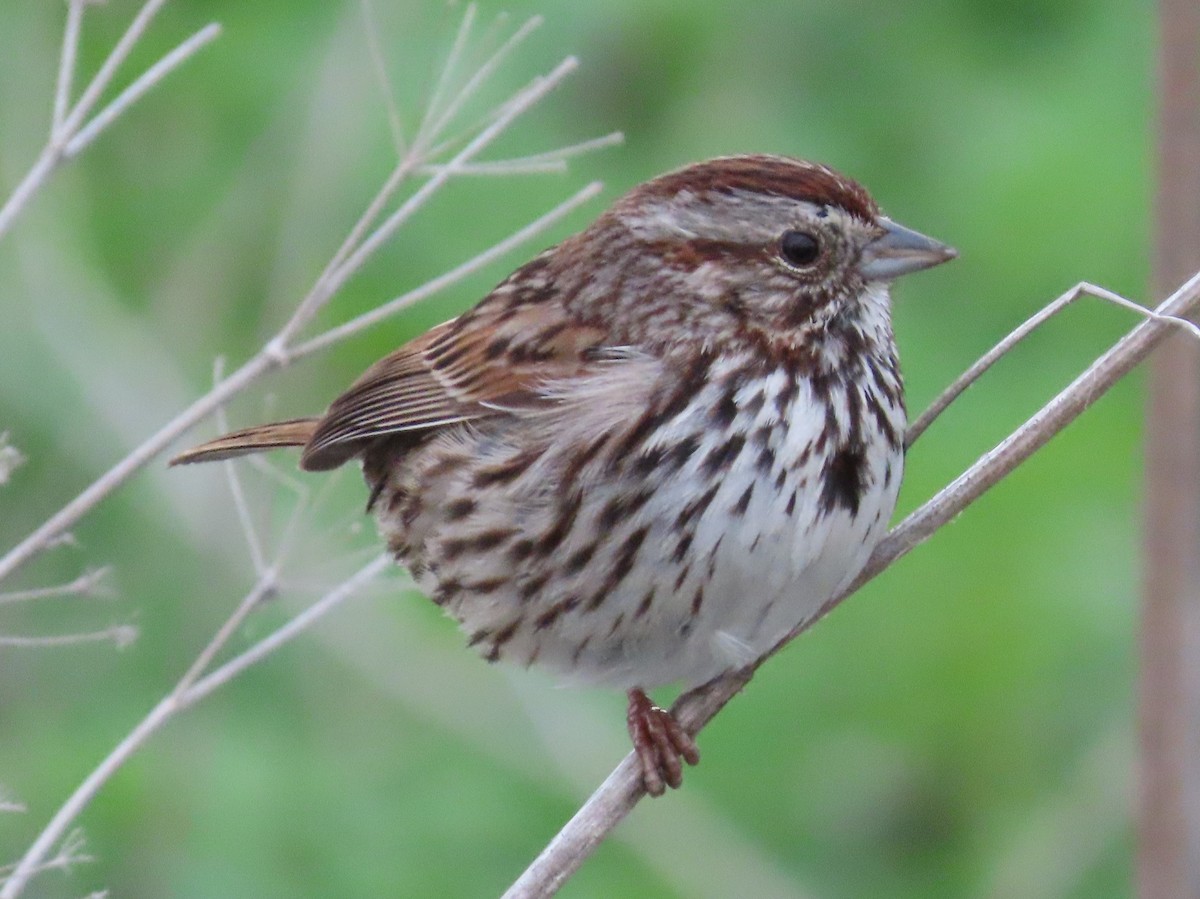 Song Sparrow - ML148786521