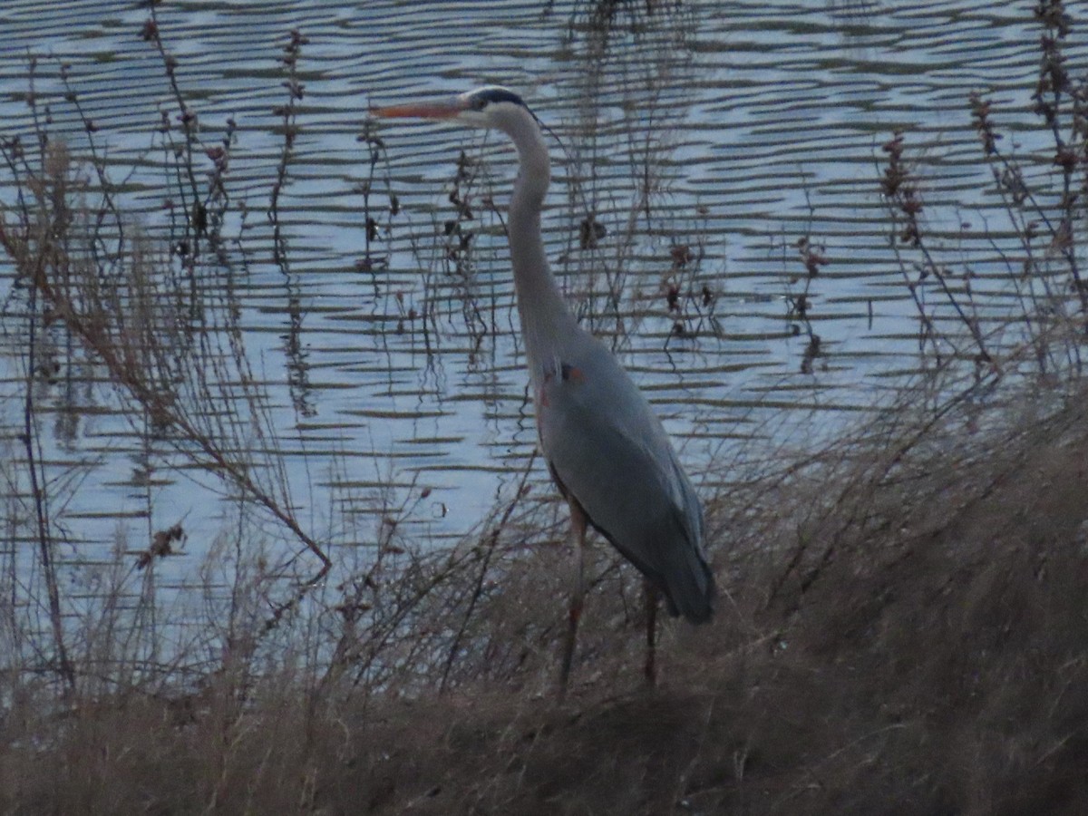 Great Blue Heron - ML148787411