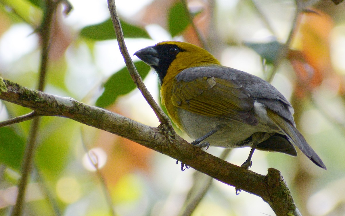 Black-faced Grosbeak - ML148788221