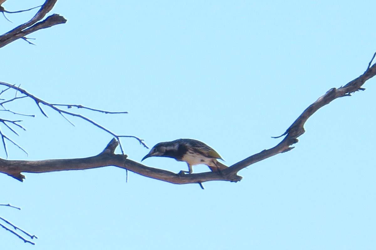 White-fronted Honeyeater - ML148788521