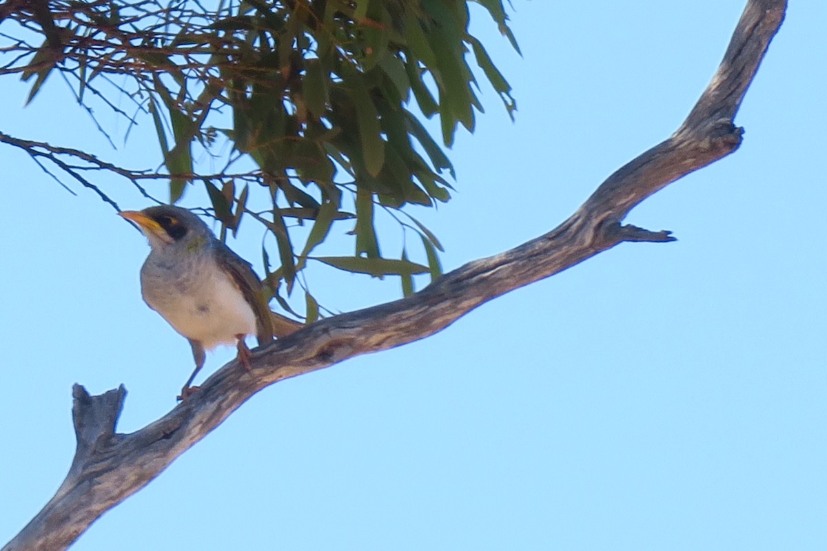 Yellow-throated Miner - ML148788591