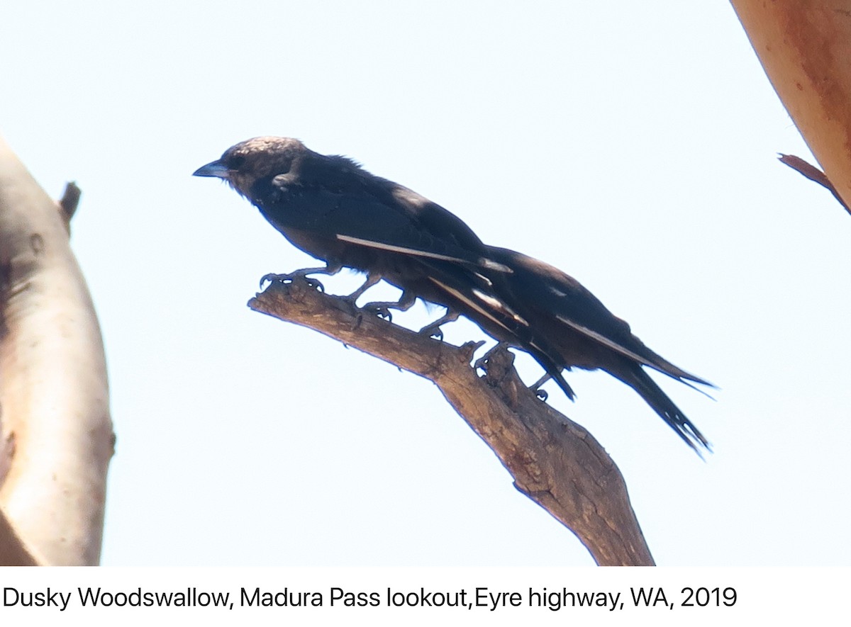 Dusky Woodswallow - ML148788671