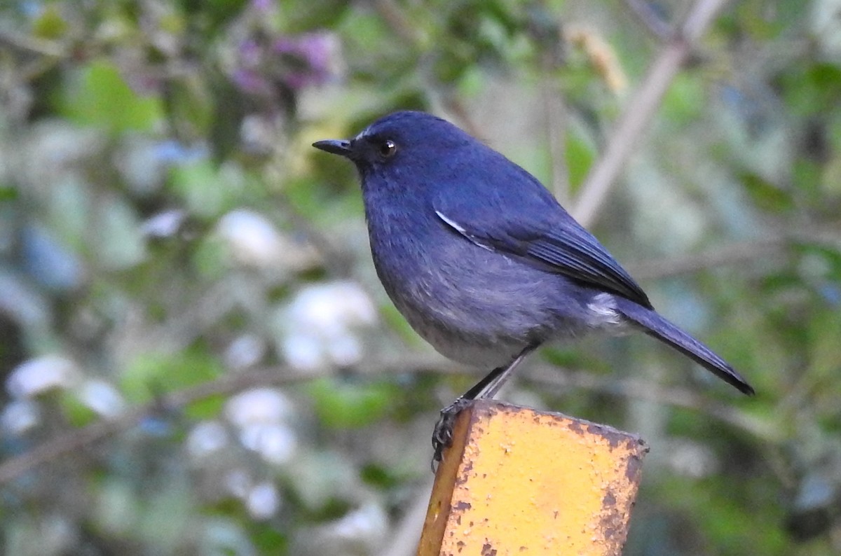 White-bellied Sholakili - G Parameswaran