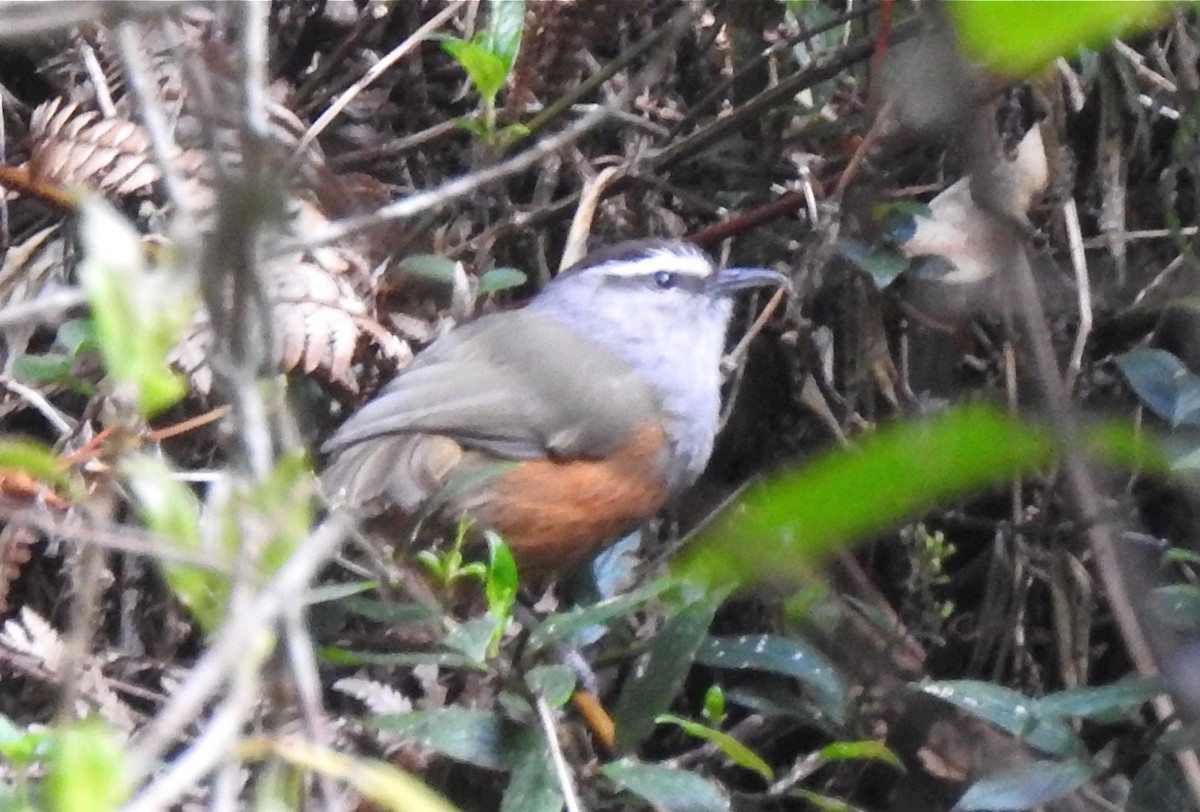 Palani Laughingthrush - G Parameswaran