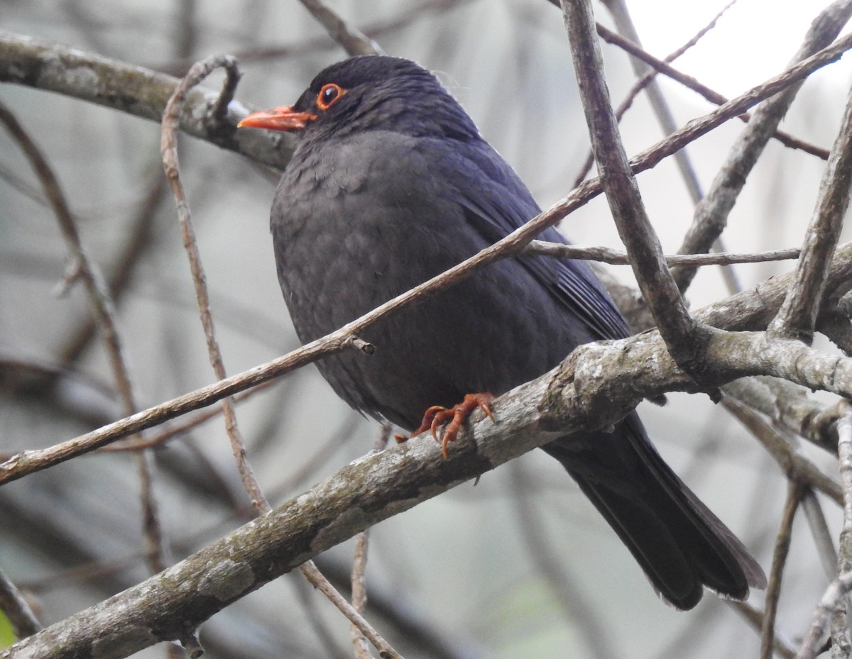 Indian Blackbird - ML148790391