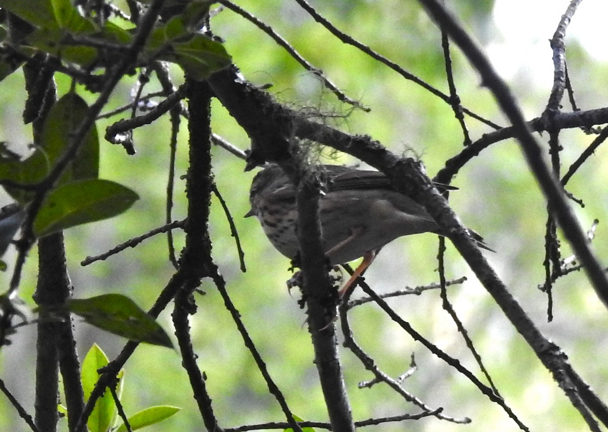 Olive-backed Pipit - ML148790531