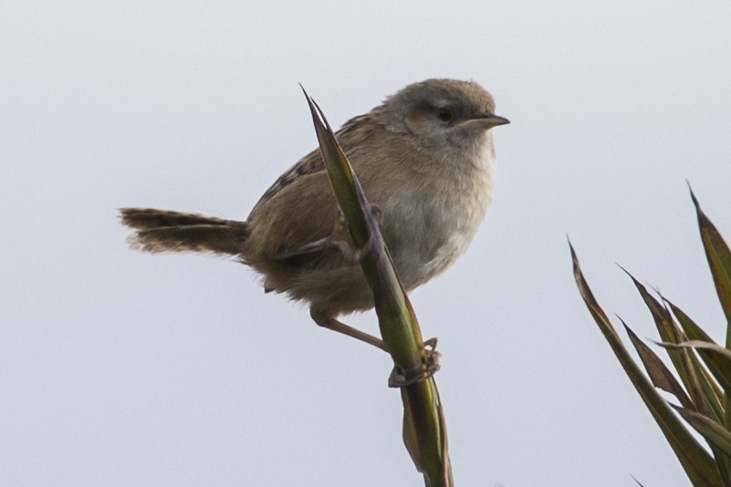 Apolinar's Wren - Robert Lockett