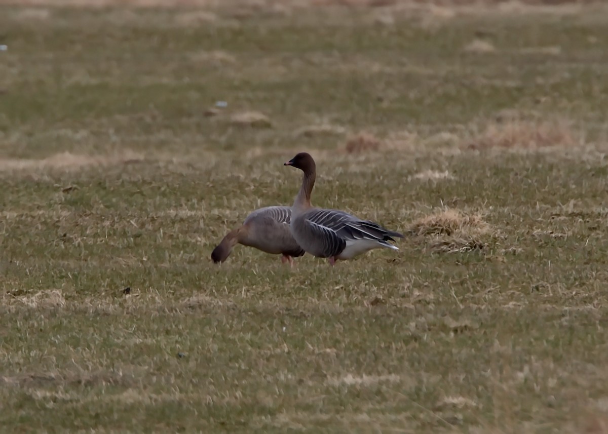 Pink-footed Goose - ML148792071