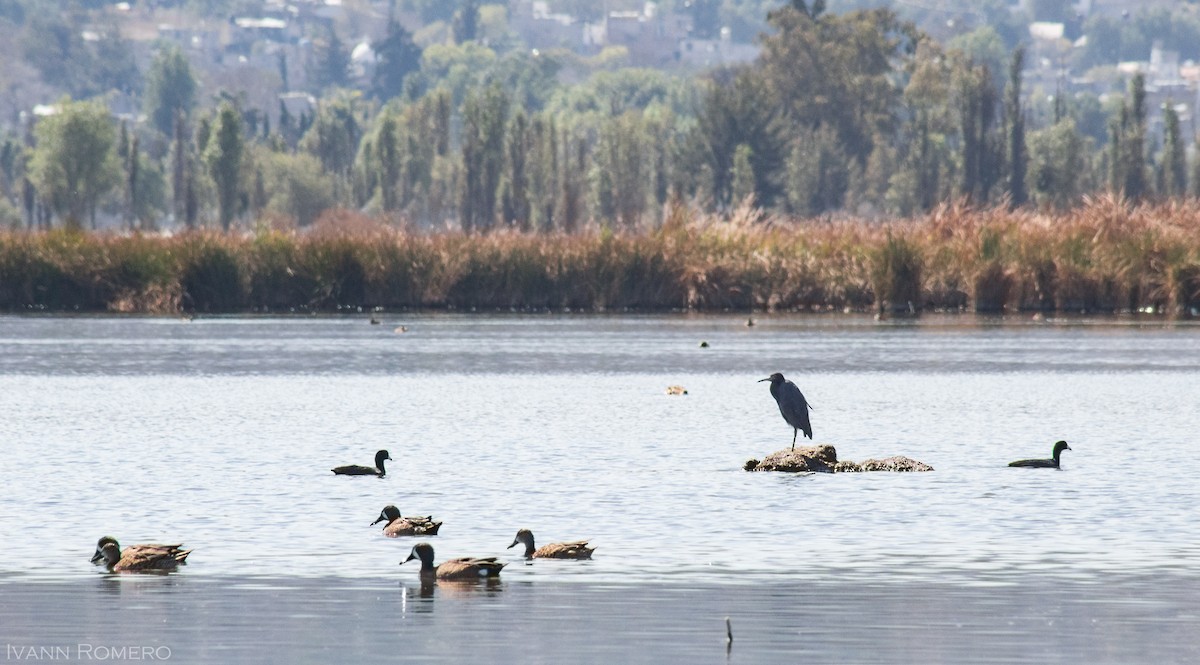 Little Blue Heron - ML148792861