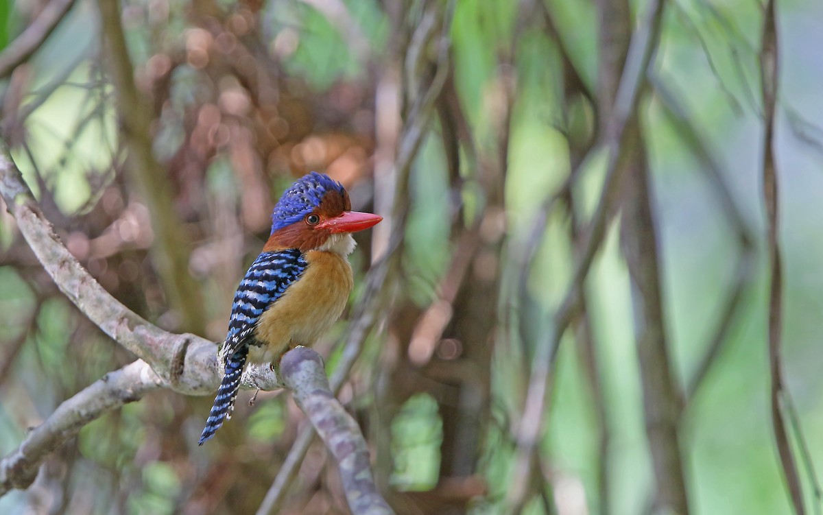 Banded Kingfisher - Christoph Moning