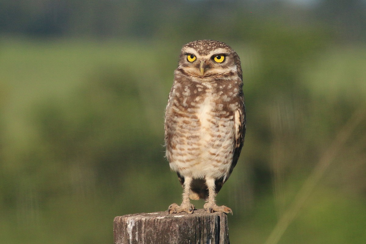 Burrowing Owl - ML148793801