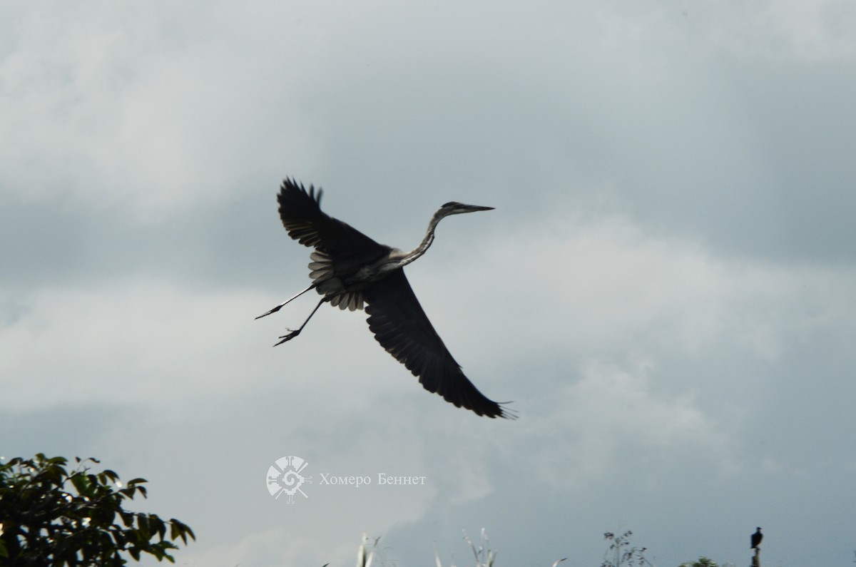 Great Blue Heron - ML148793891