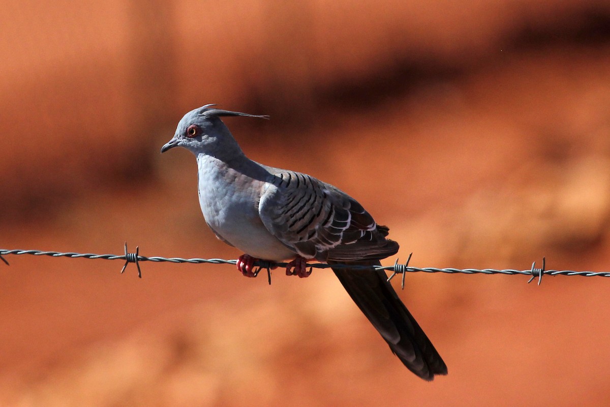 Crested Pigeon - Ray Turnbull