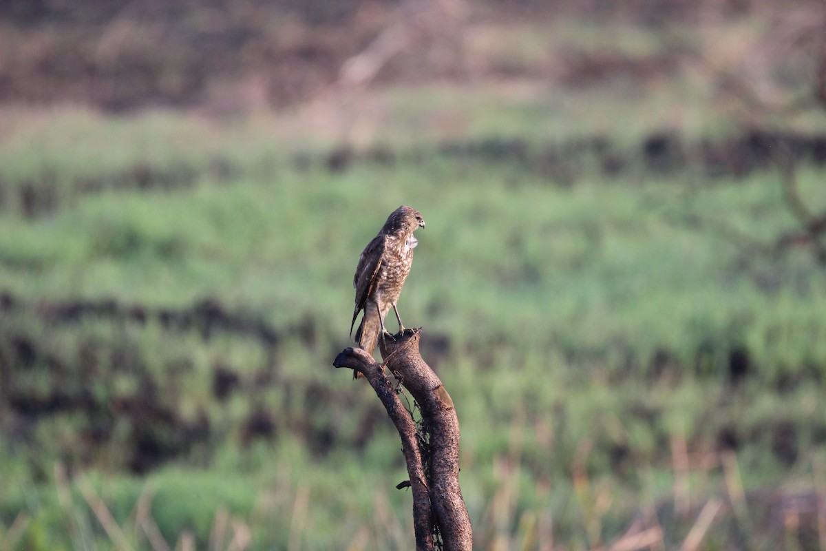 Swamp Harrier - ML148798221