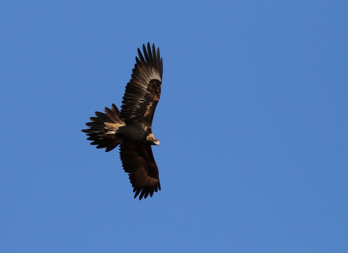 Wedge-tailed Eagle - David Ongley