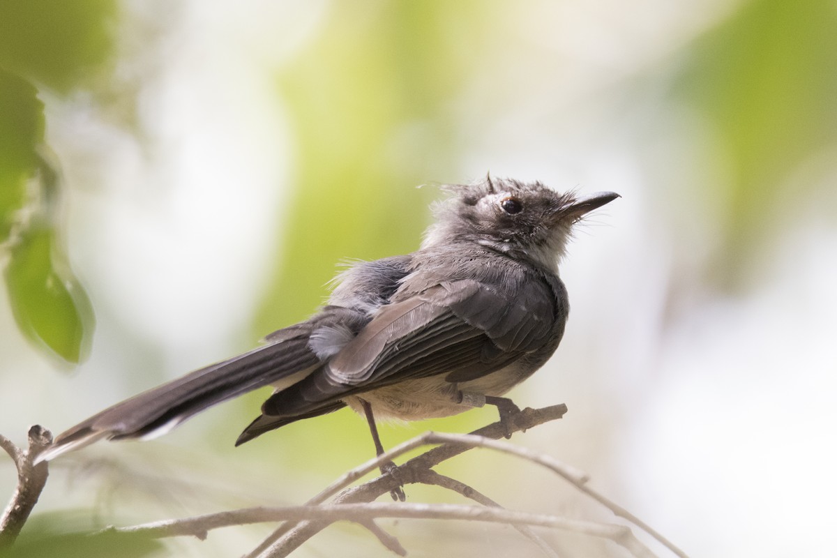 Northern Fantail - ML148800301