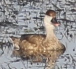 Red-crested Pochard - ML148801331