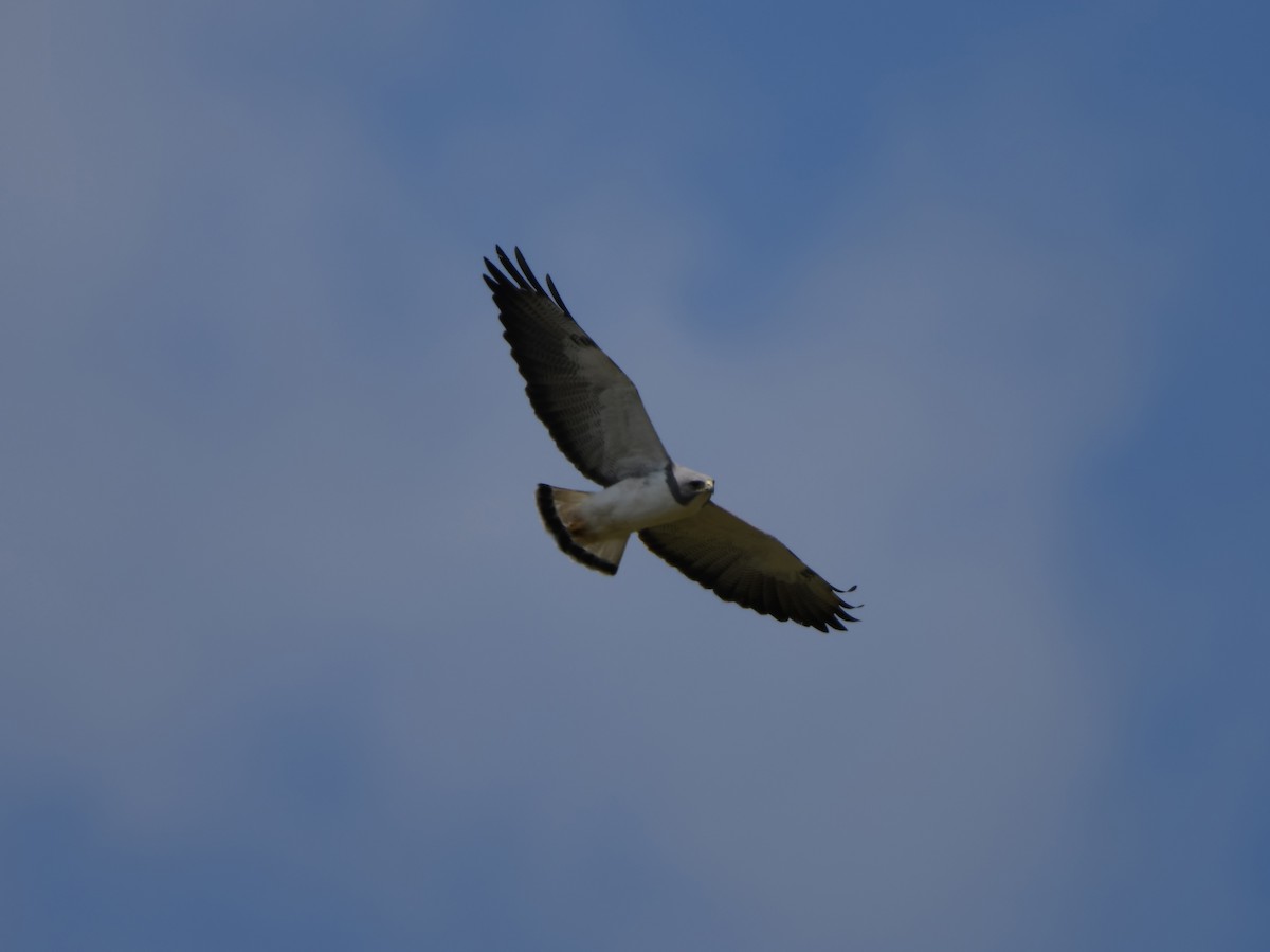White-tailed Hawk - ML148801601