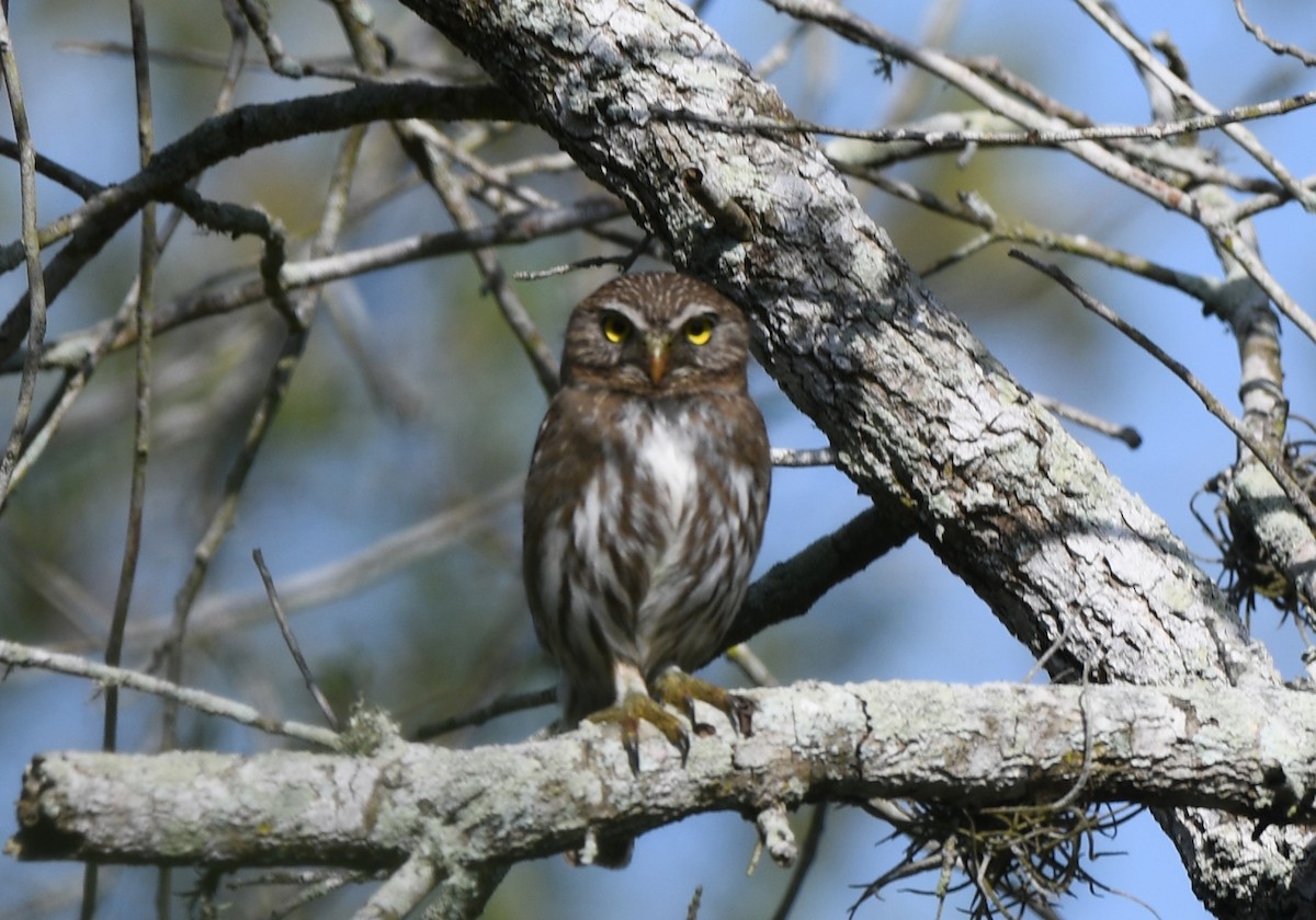 Ferruginous Pygmy-Owl - ML148801651