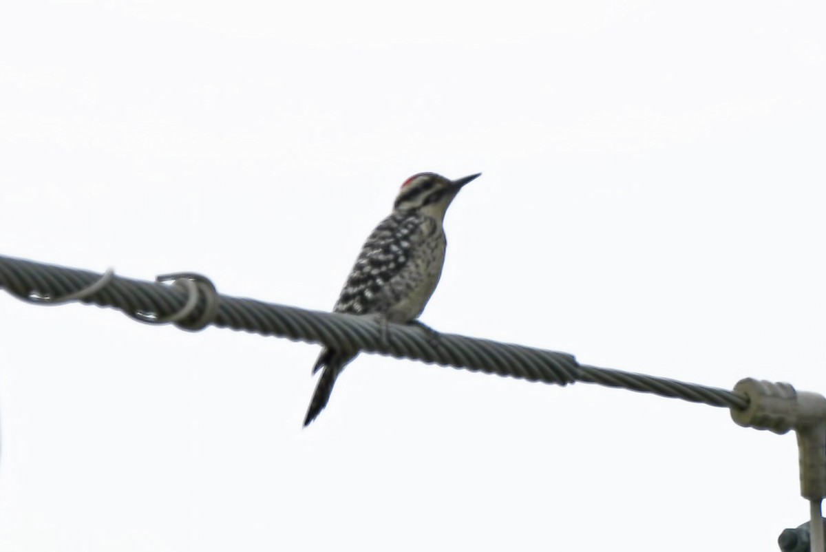 Ladder-backed Woodpecker - ML148801751