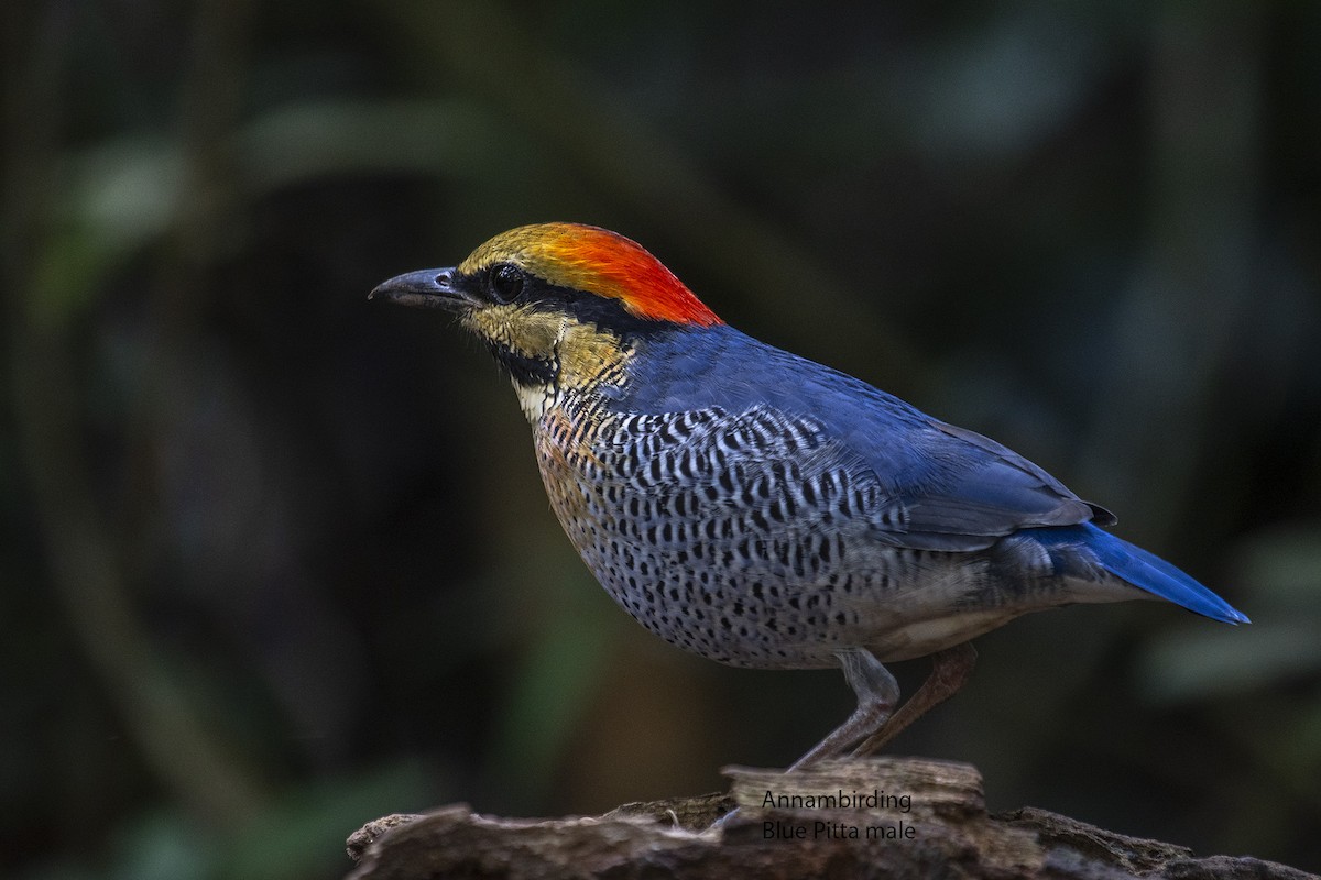 Blue Pitta - Dinh Thinh