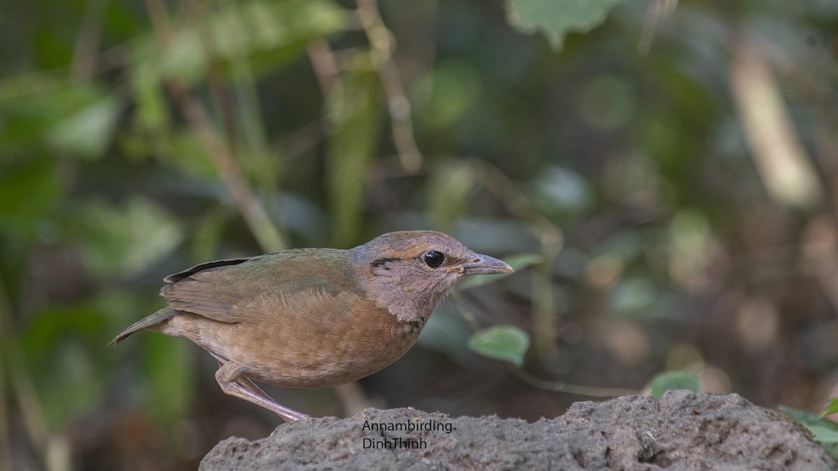 Blue-rumped Pitta - Dinh Thinh