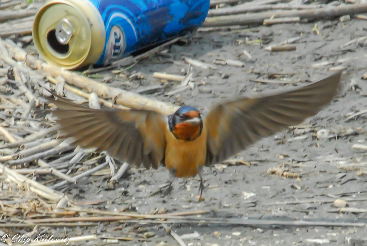 Barn Swallow - ML148805551