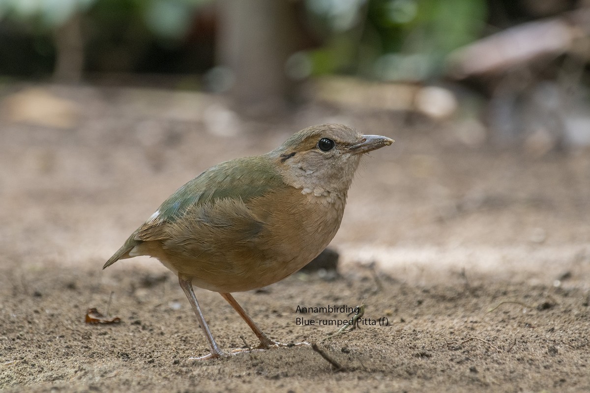 Blue-rumped Pitta - Dinh Thinh