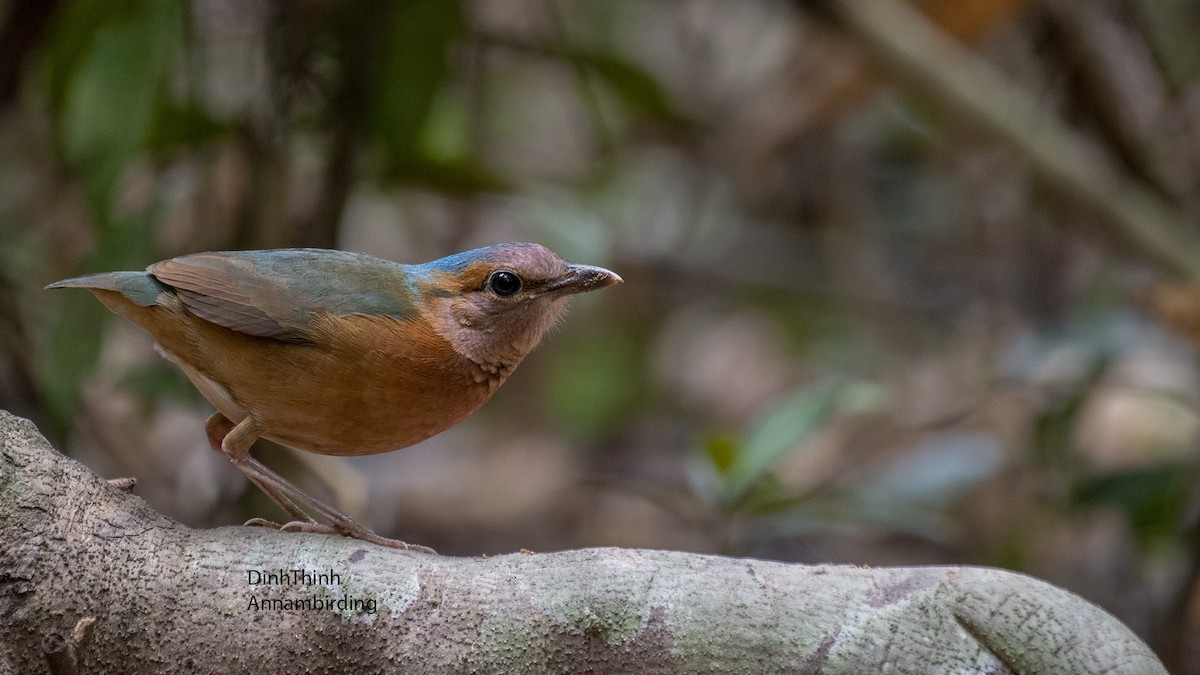 Blue-rumped Pitta - Dinh Thinh