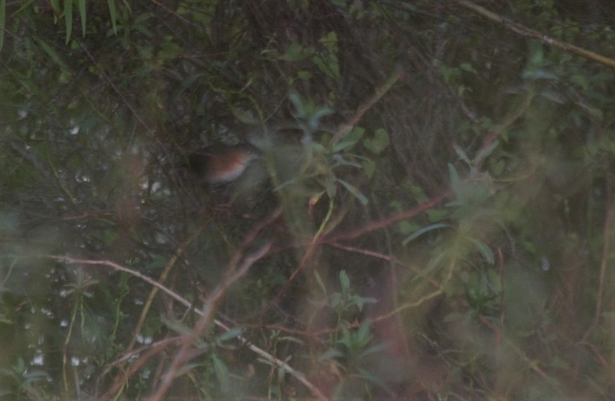 Rufous-sided Crake - ML148806721