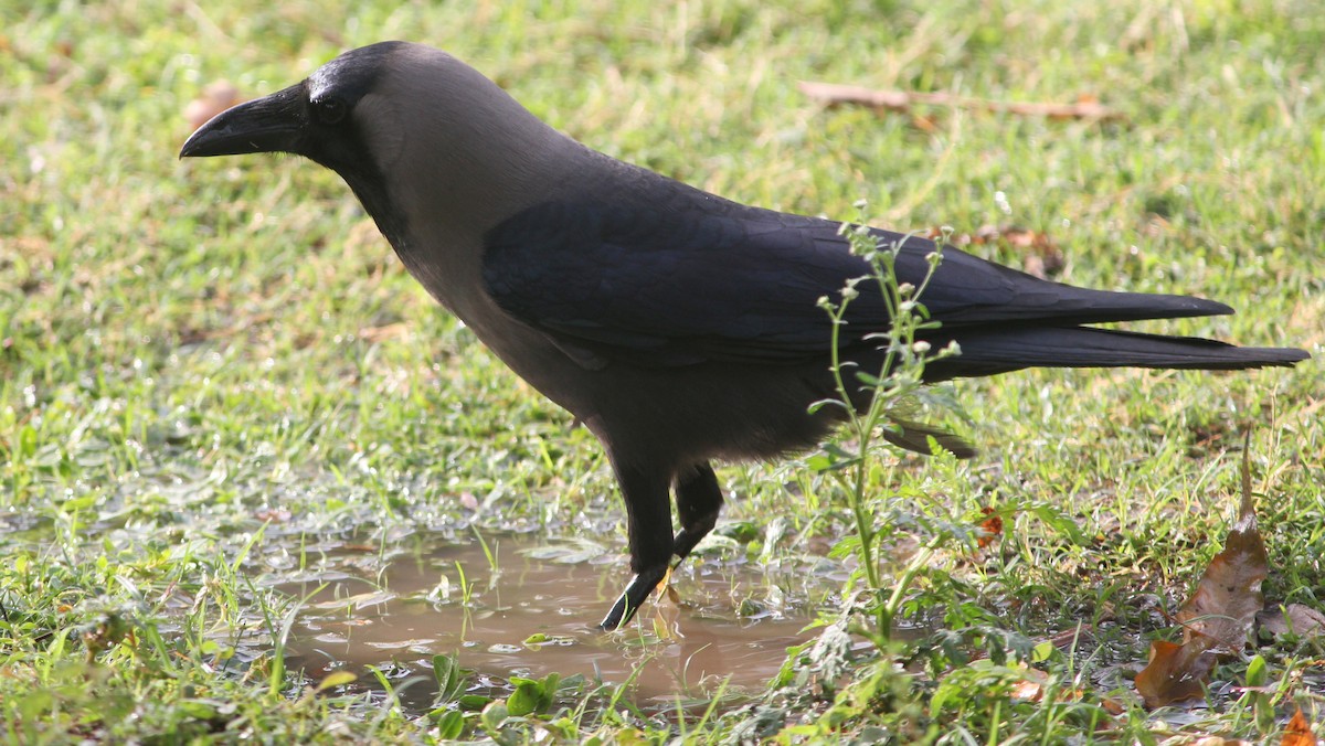 Corbeau familier - ML148808701