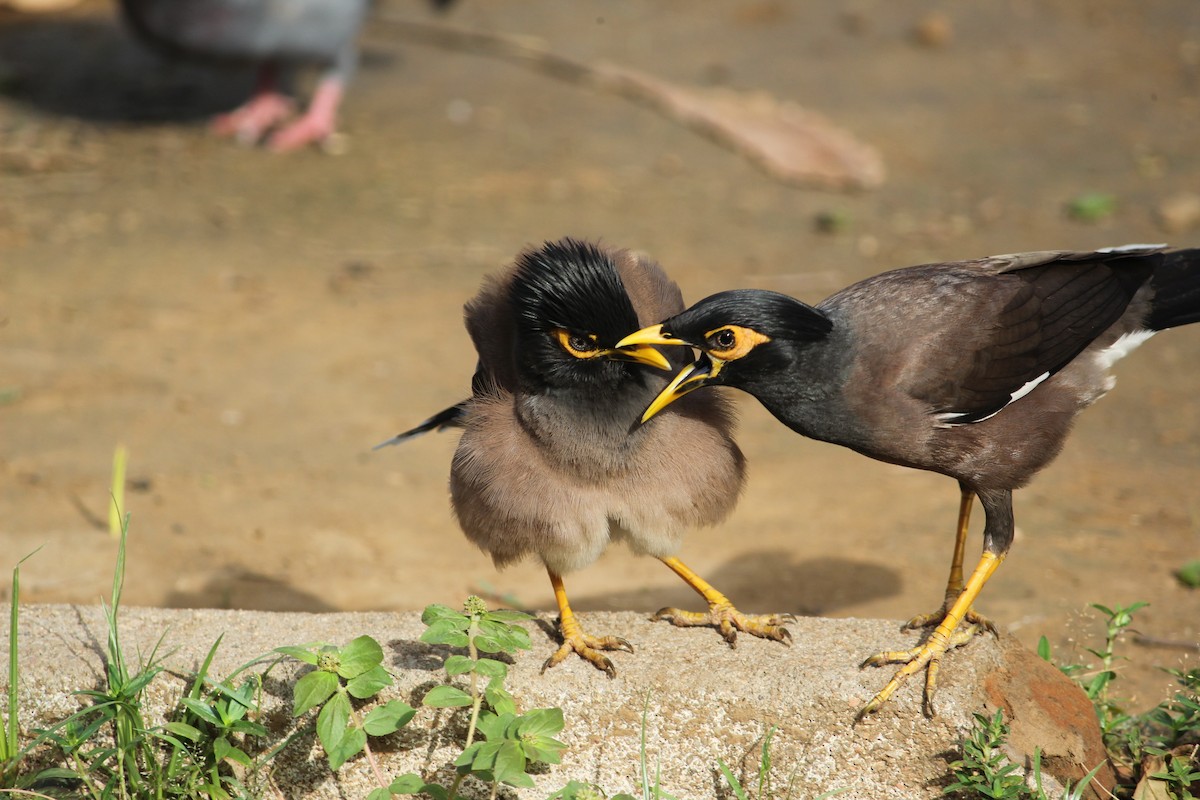 Common Myna - Vyom Vyas