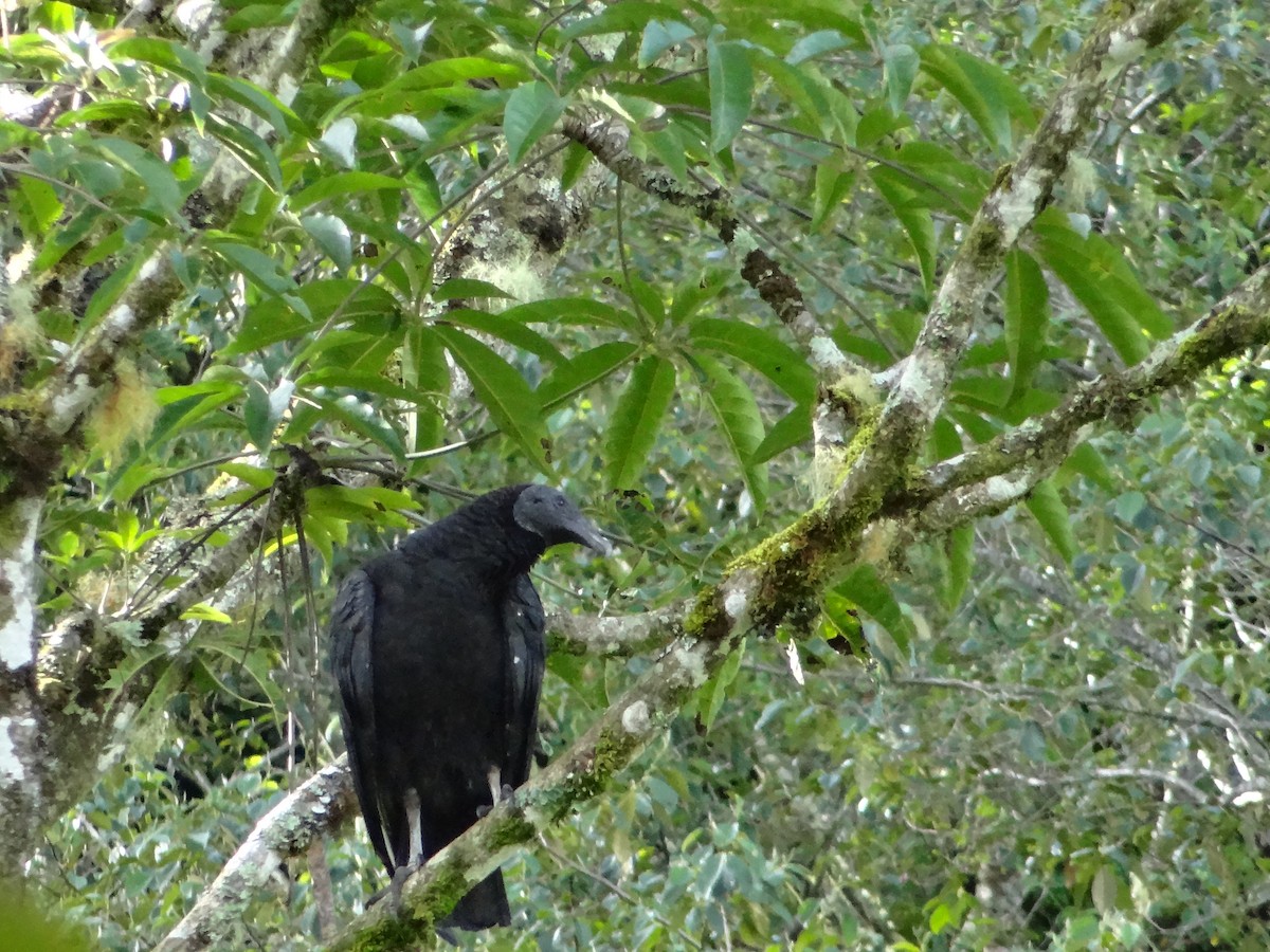 Black Vulture - David StClair