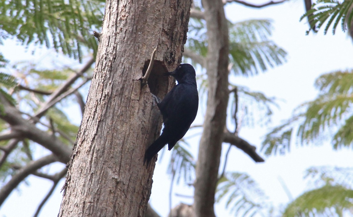 Guadeloupe Woodpecker - Harold Forsyth